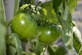 Green tomatoes hanging from the tomato plant with drops of water.