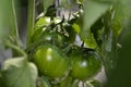 Green tomatoes hanging from the tomato plant with drops of water.