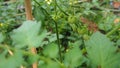 Green tomatoes are hanging on the vine