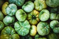 Green tomatoes harvested at organic homestead garden, homegrown veggies food background Royalty Free Stock Photo