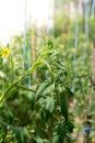 Green tomatoes in home garden greenhouse. Concept of locally grown organic vegetables food produce. Countryside Royalty Free Stock Photo