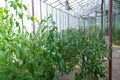 Green tomatoes in home garden greenhouse. Concept of locally grown organic vegetables food produce. Countryside Royalty Free Stock Photo
