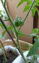 Green tomatoes and leaves growing in ground, gardening, summer time Royalty Free Stock Photo