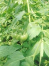 Green tomatoes are looking beautiful Royalty Free Stock Photo