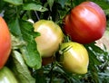 Ripe and unripe tomatoes on shrub