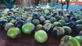 Green tomatoes mexico Royalty Free Stock Photo