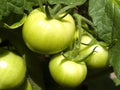 Green tomatoes Royalty Free Stock Photo