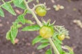 Green tomatoes. Organic farming, young tomato plants growth in greenhouse. Royalty Free Stock Photo