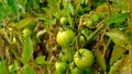 Green tomatoes in an organic garden. Royalty Free Stock Photo