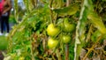 Green tomatoes in an organic garden. Royalty Free Stock Photo