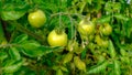 Green tomatoes in an organic garden. Royalty Free Stock Photo