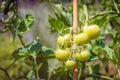 Green tomatoes on a plant of a hobby gardener