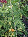 Green tomatoes on the plant in organic kitchen garden Royalty Free Stock Photo