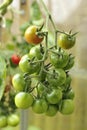 Green Tomatoes on a plant