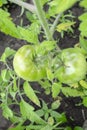 Green tomatoes ripen on the bush. Two green tomatoes on a bush. Tomato bush with fruits in the garden. Royalty Free Stock Photo