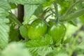Green tomatoes ripen on the bush. Two green tomatoes on a bush. Tomato bush with fruits in the garden Royalty Free Stock Photo