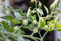 Green tomatoes ripen on the tomato branch. Green tomato baby plant. Small bunch of baby tomatoes growing.