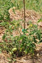 Green tomatoes ripen on the vine in July Royalty Free Stock Photo