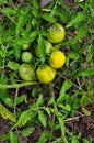 Green tomatoes on a stalk Royalty Free Stock Photo