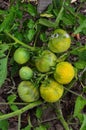 Green tomatoes on a stalk Royalty Free Stock Photo