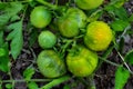 Green tomatoes on a stalk Royalty Free Stock Photo