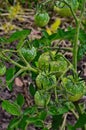 Green tomatoes on a stalk Royalty Free Stock Photo