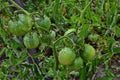 Green tomatoes on a stalk Royalty Free Stock Photo