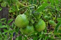 Green tomatoes on a stalk Royalty Free Stock Photo