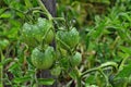 Green tomatoes on a stalk Royalty Free Stock Photo
