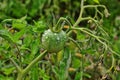 Green tomatoes on a stalk Royalty Free Stock Photo