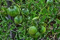 Green tomatoes on a stalk Royalty Free Stock Photo