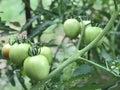 Green tomatoes are still hanging on the tree, waiting for the harvest to arrive. Royalty Free Stock Photo
