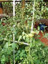 green tomatoes that are still on the stalk of a typical Indonesian Asian plant Royalty Free Stock Photo