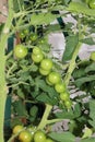 Green tomatoes on tomato plant Royalty Free Stock Photo