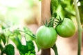 Green Tomatoes on tomato tree