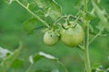 Green tomatoes unripe on the branch of tomato tree