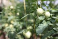 Green tomatoes with unusual leaves on farm closeup