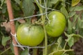 Green tomatoes vegetable garden grow in the garden in summer Royalty Free Stock Photo