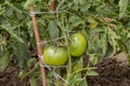 Green tomatoes vegetable garden grow in the garden in summer Royalty Free Stock Photo