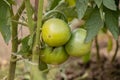 Green tomatoes vegetable garden grow in the garden in summer Royalty Free Stock Photo