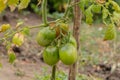 Green tomatoes vegetable garden grow in the garden in summer Royalty Free Stock Photo