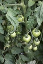 Green tomatoes on the vine Royalty Free Stock Photo