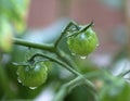 Green Tomatoes on the Vine Royalty Free Stock Photo