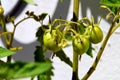 Green tomatoes on vine Royalty Free Stock Photo