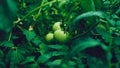 Green tomatoes with water drops growing in beds. Wet vegetables on branch in vegetable garden. Concept of agriculture Royalty Free Stock Photo