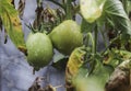 Green tomatoes wet with water dew in the garden Royalty Free Stock Photo