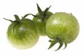 Green tomatoes on white Royalty Free Stock Photo