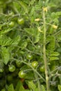 Green tomatoes growing on a vine Royalty Free Stock Photo