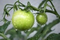 Green tomatos covered with raindrops Royalty Free Stock Photo