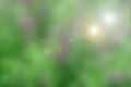 green tone blurred nature background with flare